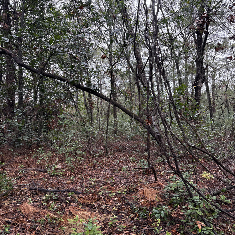 Just another WordPress site